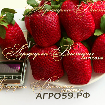 СОРТ КЛУБНИКИ RA 109.2