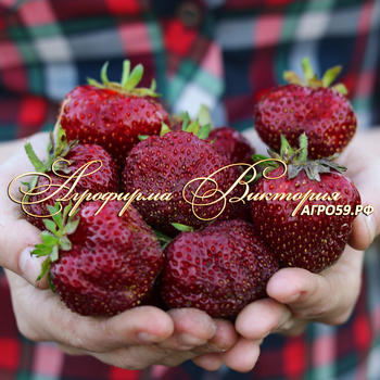 СОРТА КЛУБНИКИ, СОРТА ЗЕМЛЯНИКИ, КЛУБНИКА МАЛЬВИНА