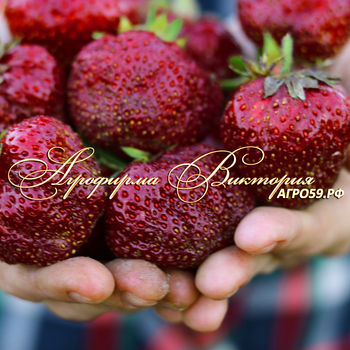 СОРТА КЛУБНИКИ, СОРТА ЗЕМЛЯНИКИ, КЛУБНИКА МАЛЬВИНА