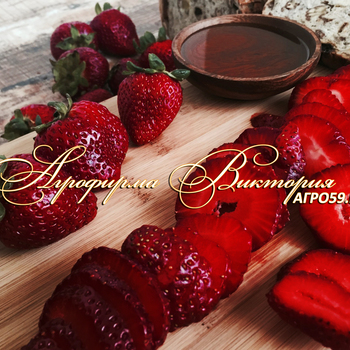 СОРТА КЛУБНИКИ, СОРТА ЗЕМЛЯНИКИ, КЛУБНИКА МАЛЬВИНА