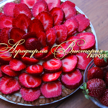 СОРТА КЛУБНИКИ, СОРТА ЗЕМЛЯНИКИ, КЛУБНИКА МАЛЬВИНА