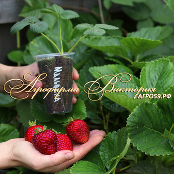 СОРТА КЛУБНИКИ, СОРТА ЗЕМЛЯНИКИ, КЛУБНИКА МАЛЬВИНА