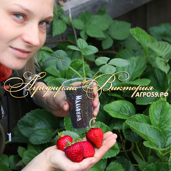 СОРТА КЛУБНИКИ, СОРТА ЗЕМЛЯНИКИ, КЛУБНИКА МАЛЬВИНА