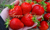 Клубника ДАРСЕЛЕКТ ("Darselekt",Франция)