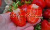 Клубника ДАРСЕЛЕКТ ("Darselekt",Франция)