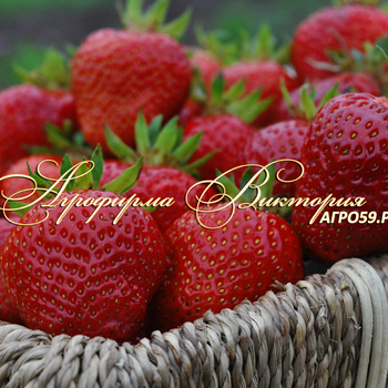 Сорта клубники