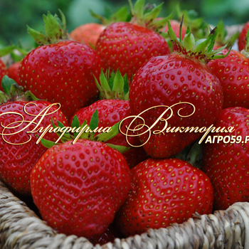 Сорта клубники