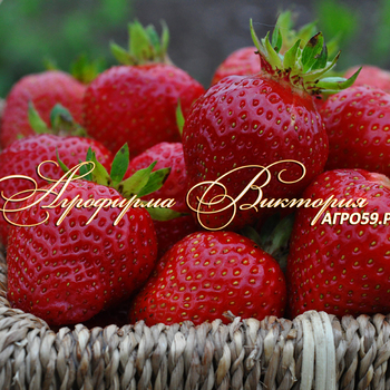 Сорта клубники