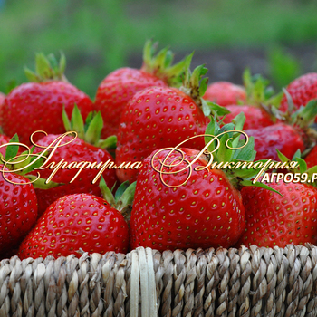 Сорта клубники