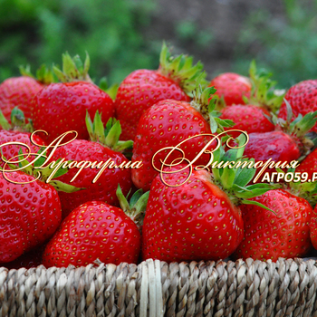 Сорта клубники