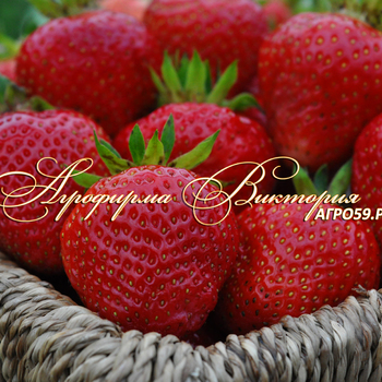 Сорта клубники