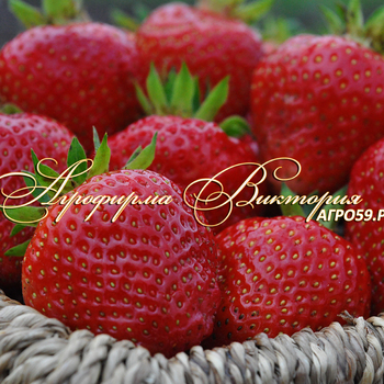 Сорта клубники