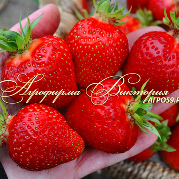 Сорта клубники