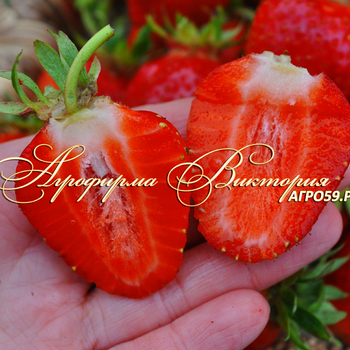 Сорта клубники