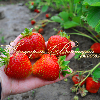 Сорта клубники