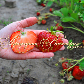 Сорта клубники