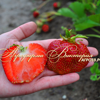 Сорта клубники