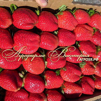 СОРТА КЛУБНИКИ