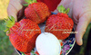 Клубника АРОЗА (КРУПНОМЕР! ОГРОМНЫЙ КУСТ, УРОЖАЙ В ГОД ПОСАДКИ)