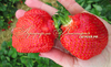Клубника АРОЗА (КРУПНОМЕР! ОГРОМНЫЙ КУСТ, УРОЖАЙ В ГОД ПОСАДКИ)