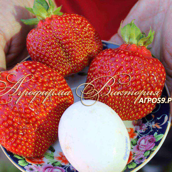 СОРТА КЛУБНИКИ ЗЕМЛЯНИКИ