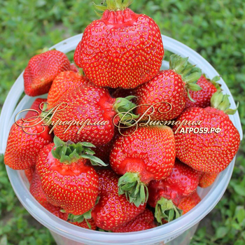 СОРТА КЛУБНИКИ ЗЕМЛЯНИКИ