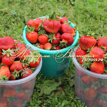 СОРТА КЛУБНИКИ ЗЕМЛЯНИКИ