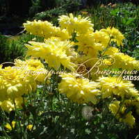 Сорт хризантемы корейской Солнышко