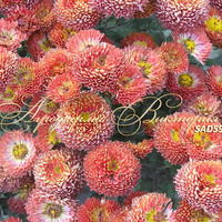 Сорт хризантемы корейской Сударушка