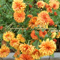 Сорт хризантемы корейской Рябинка