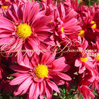 Сорт хризантемы корейской Фиолент