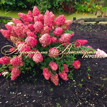 ГОРТЕНЗИЯ МЕТЕЛЬЧАТАЯ "ДАЙМОНД РУЖ" (Diamant Rouge)