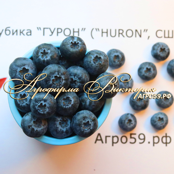 СОРТА ГОЛУБИКИ