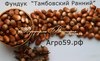 Фундук ТАМБОВСКИЙ РАННИЙ