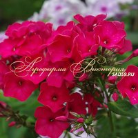 Флокс метельчатый Киев праздничный