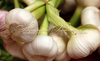 Чеснок ЛЮБАША