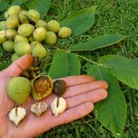 Маньчжурский орех Сибирский