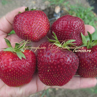 Клубника ПЕРВЫЙ ПОЦЕЛУЙ