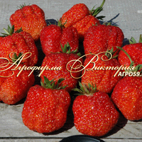 Клубника ЮНИЯ СМАЙДС ("Yunia Smuds", Латвия)