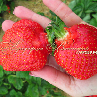 Клубника МАМОЧКА