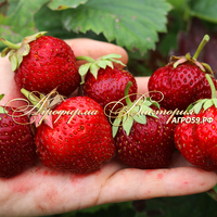 Клубника СОЛОВУШКА (Россия) Клубника СОЛОВУШКА (Россия)