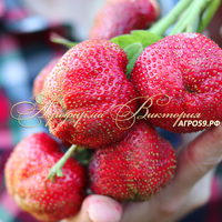 Клубника СЛОНЁНОК (Россия)