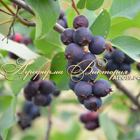 Ирга ольхолинстная ХОНИВУД ("Honeywood", Канада)