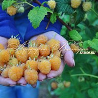 Малина ЗОЛОТОЙ ГИГАНТ (Россия) (КРУПНОМЕР! ОГРОМНЫЙ КУСТ, УРОЖАЙ В ГОД ПОСАДКИ)