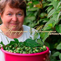 Актинидия коломикта ("УРАЛЬСКОЕ КИВИ") "КОНФЕТНОЕ КИВИ"