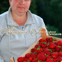 Клубника "КОЛЬТ"