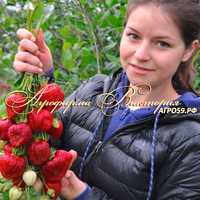 Клубника "ХАКАТА АМАУ"  (КРУПНОМЕР! ОГРОМНЫЙ КУСТ, УРОЖАЙ В ГОД ПОСАДКИ)