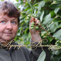 Актинидия ("УРАЛЬСКОЕ КИВИ") "ЗЕМЛЯНИЧНАЯ"