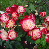 Роза "JUBILE DU PRINCE DE MONACO" ("Юбилей Принца Монако", "Jubile du Prince de Monaco", Floribunda, Meilland, 2000) (САЖЕНЦЫ РОЗ ЧАЩЕ ВСЕГО ОТПРАВЛЯЕМ УЖЕ С БУТОНАМИ ИЛИ ЦВЕТУЩИМИ)