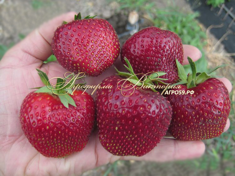 Клубника ПЕРВЫЙ ПОЦЕЛУЙ